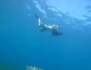 A sea turtle above seagrass with a snorkeler and sea scooter in the background