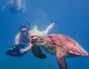 A sea turtle swimming in front of a guest using a sea scooter