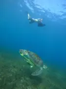 Sea turtle above seagrass with a scooter snorkeler in the distance