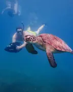 Sea turtle swimming in front of a scooter snorkeler
