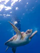 Sea turtle swimming upward toward the sunlit surface