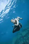 Snorkeler holding a sea scooter with Skylork branding