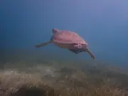 Sea turtle swimming above a seagrass meadow
