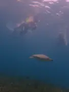 Sea turtle below snorkelers near the water surface