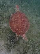 Sea turtle viewed from above over seagrass