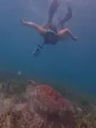 Snorkeler swimming above a turtle and seagrass
