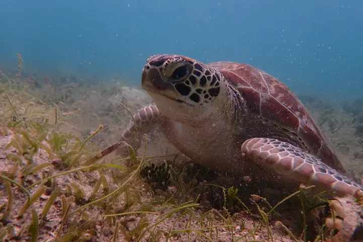 Close view of a sea turtle above the seagrass