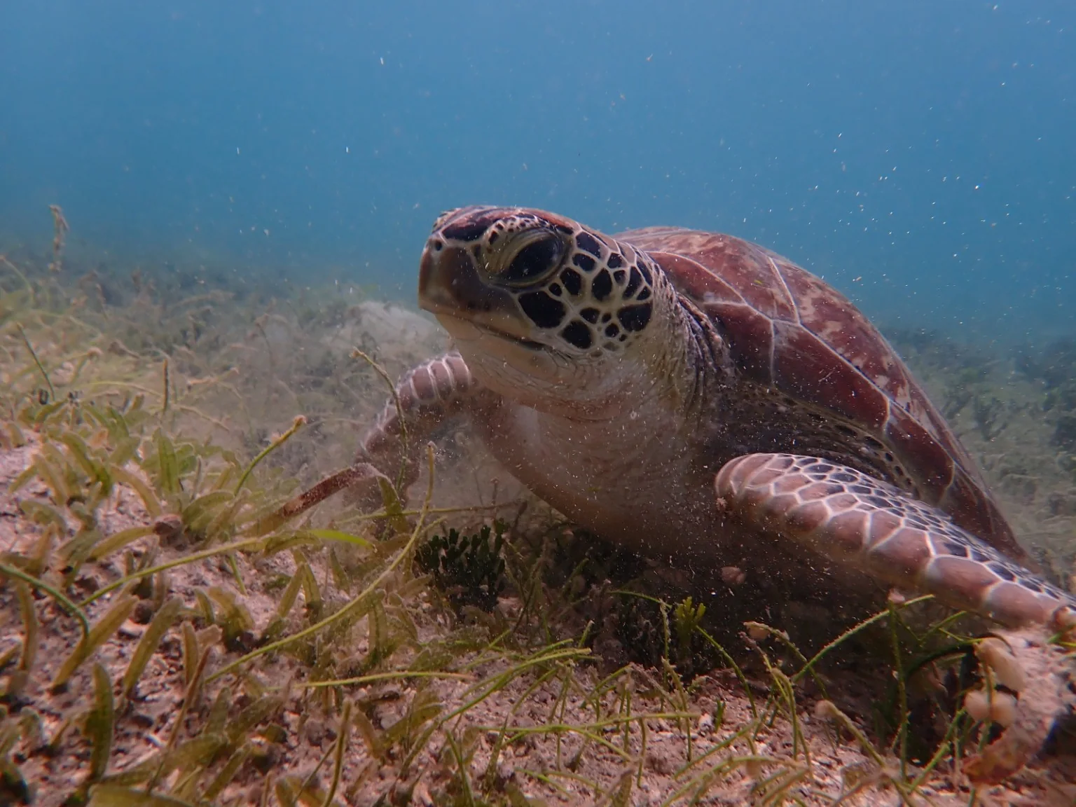 Close view of a sea turtle above the seagrass