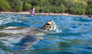 Sea turtle swims past the Antigua during a Skylork Scooter Snorkeling tour