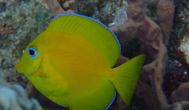 Explore the potential to view beauty rock fish at Skylork Scooter Snorkeling tour in Antigua