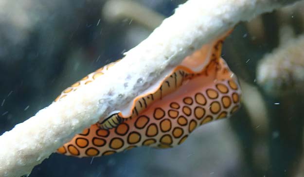 Explore the potential to view Flamingo Tongue, a common coral parasite at the Skylork Scooter Snorkeling tour in Antigua