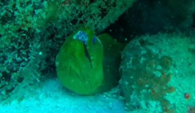 Explore the potential to view moray eel at Skylork Scooter Snorkeling tour in Antigua