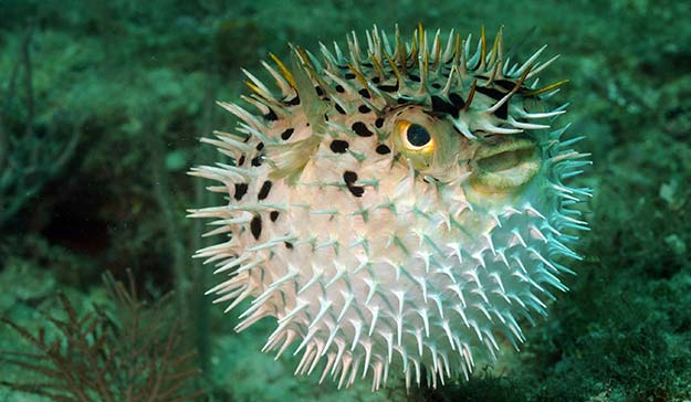 Explore the potential to swim with blow pufferfish at Skylork Scooter Snorkeling tour in Antigua