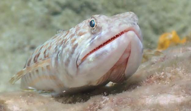 Explore the potential to swim with a sanddiver fish at Skylork Scooter Snorkeling tour in Antigua