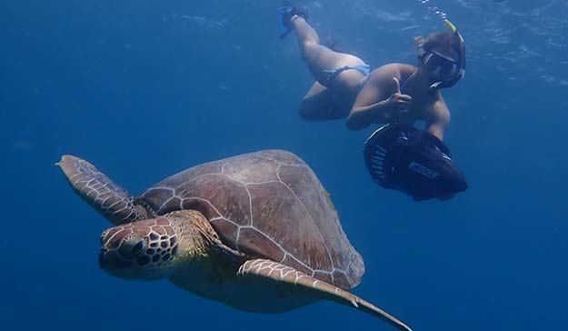 Explore the sea turtles during the Skylork Scooter Snorkeling tour in Antigua