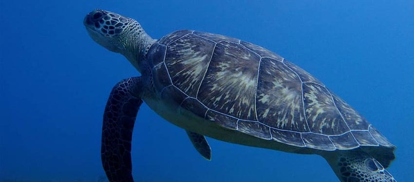 Swim and snorkel with the sea turtles in Antigua at Skylork snorkeling tours