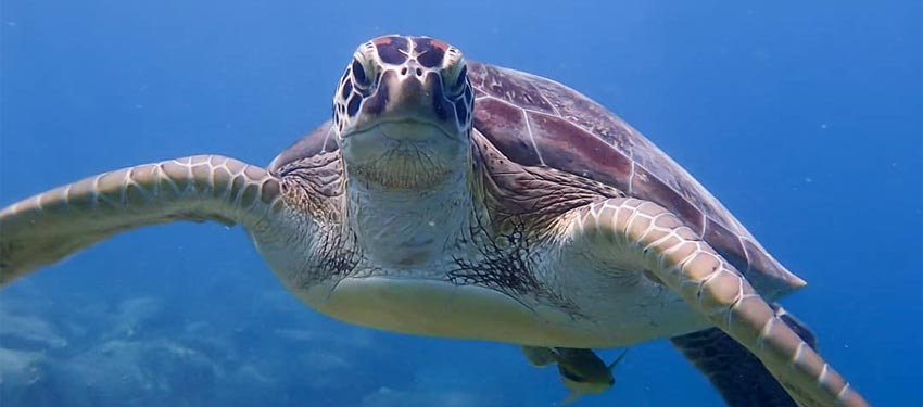 Swim with the sea turtles in Antigua at Skylork snorkeling tours