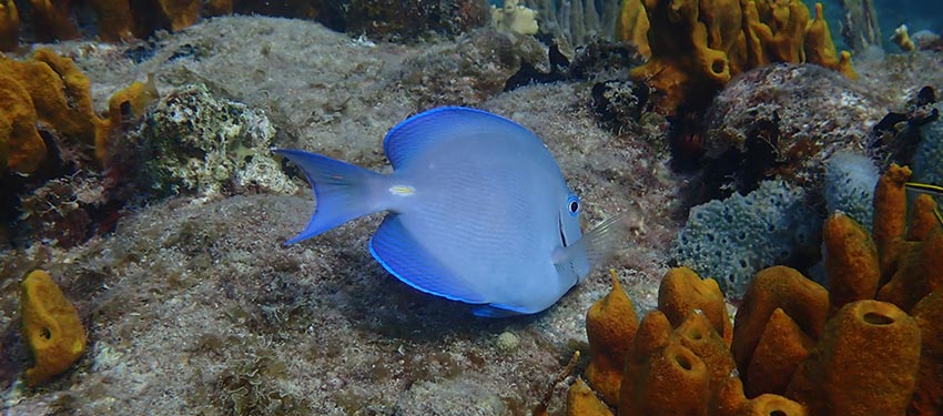 Explore the sea and marine life in Antigua at Skylork snorkeling tours