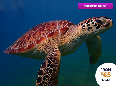 Swim with the Sea turtles with Skylork underwater adventures in Antigua